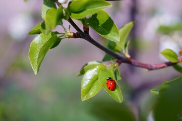 Sticker - ladybird on a leaf