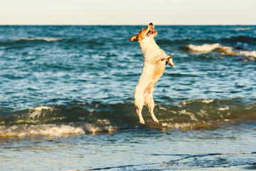 Wall Mural - Happy dog jumping high playing at sea beach