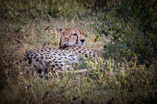 Cheetah Resting In Afternoon Heat In Samburu, Kenya