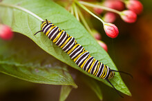 Monarch Butterfly Caterpillar. Macro Photo Of A Large Caterpillar On A Green Leaf Of A Flowering Bush. The Caterpillar Is Bald, With Yellow, White And Black Stripes.