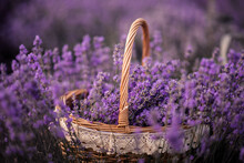 Lavender In A Basket
