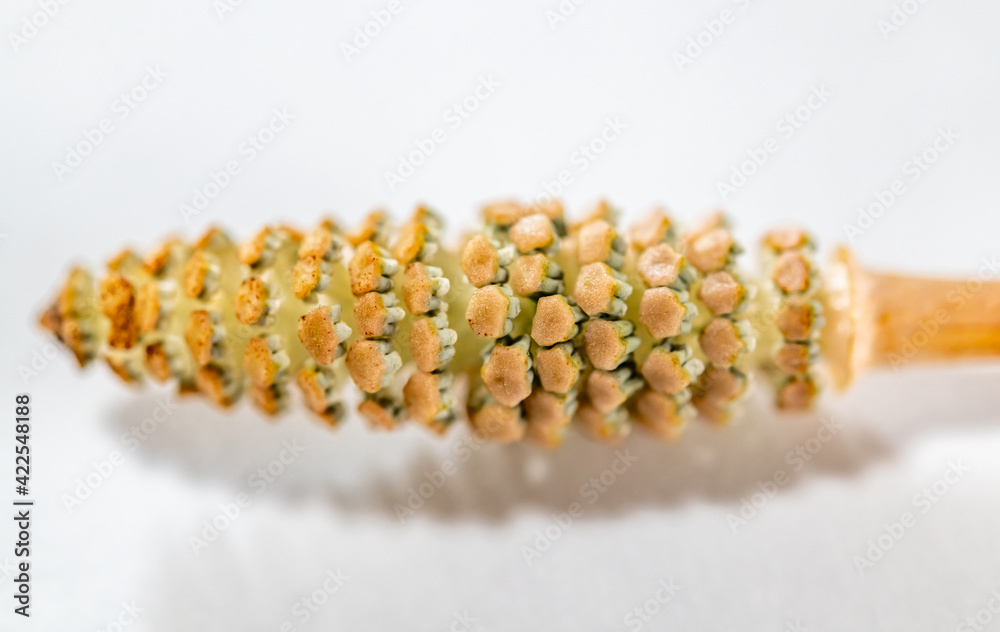 つくし(土筆)の胞子嚢と胞子 Stock Photo | Adobe Stock