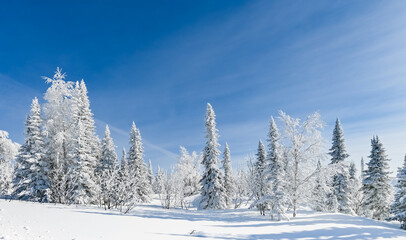 Wall Mural - snow-covered trees in winter landscape