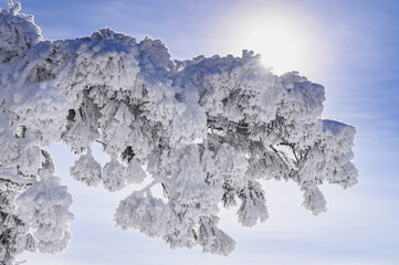 Wall Mural - snow-covered trees in winter landscape