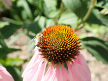Bee On A Coneflower In The Sunshine