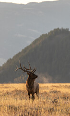 bull elk in autumn in grand teton national park wyoming