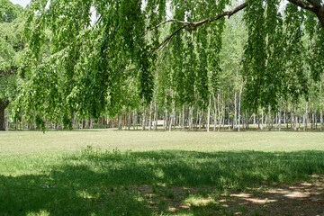 Wall Mural - A lush birch forest park in South Korea.
