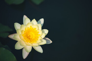 Wall Mural - yellow lotus flower blossom or water lily blooming in pond with sunlight in garden outdoor nature.