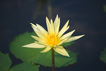 Wall Mural - yellow lotus flower blossom or water lily blooming in pond with sunlight in garden outdoor nature.