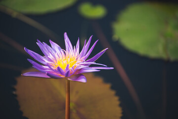 Wall Mural - violet lotus flower blossom or water lily blooming in pond with sunlight in garden outdoor nature.