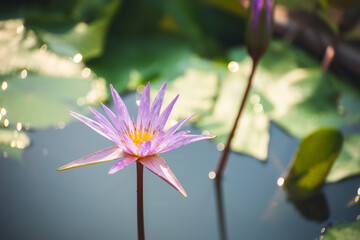 Wall Mural - violet lotus flower blossom or water lily blooming in pond with sunlight in garden outdoor nature.