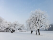 Hoar Frost On Trees Set Against Blue Prairie Sky