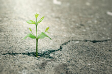 New Life Concept With Seedling Growing Sprout (tree).business Development Symbolic. Weed Growing Through A Crack In The Pavement