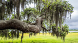 Fototapeta  - Live Oak tree branch with Spanish Moss with yellow green spring field in background at Myakka River State Park in Saraosta Florida USA