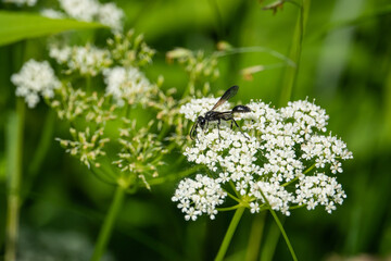 Wall Mural - Grass Carrying Wasp on Ground Elder Flowers