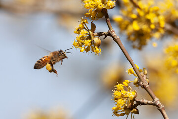 Bee flying with pollen