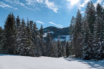 snow covered trees in mountains