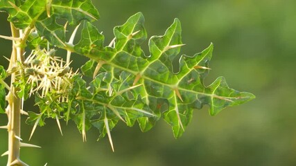 Sticker - View of spines on the leaves of desert plant