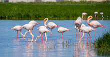 Pink Flamingo Looks For Food In The Pond In Oristano, Southern Sardinia

