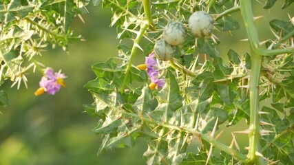 Sticker - Footage of desert plant with spines and green fruits