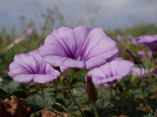Light Purple Morning Glory (Ipomoea Pes-caprae) Flowers In A Meadow On A Sunny Spring Day. Decorative Climbing Plant In A Natural Environment
