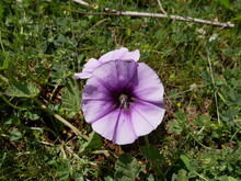 Light Purple Morning Glory (Ipomoea Pes-caprae) Flowers In A Meadow On A Sunny Spring Day. Decorative Climbing Plant In A Natural Environment
