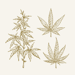 Wall Mural - hand drawn vector cannabis hemp branch with leaves sketch sillhouettes set. medicine herb doodles co