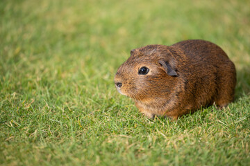 Sticker - pet guinea pig 