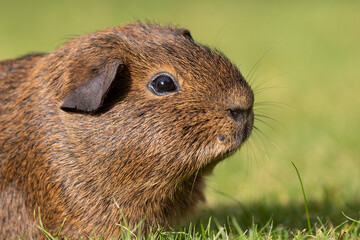 Canvas Print - guinea pig