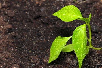 Wall Mural - Small sprout of hot pepper