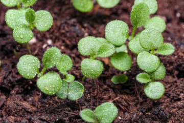 Wall Mural - Small sprouts of plants