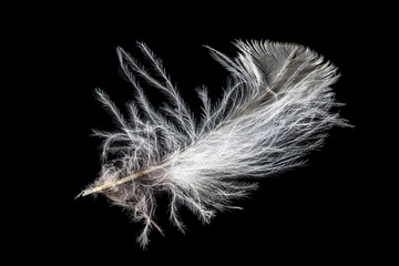 Macro shot of a white eagle owl feather