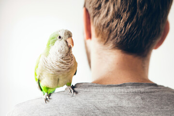 parrot is sitting on mans shoulders and looking directly at camera. domesticated birds concept. copy