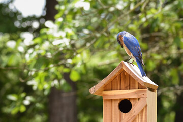 Male Eastern bluebird atop bird house appearing to take a moment between the busy business of helping with nest building