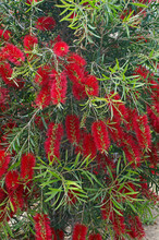 Callistemon Citrinus Crimson Scarlet Bottlebrush Plant