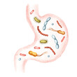 Stomach with beneficial prebiotic bacteria. Watercolor hand drawn illustration, isolated on white background