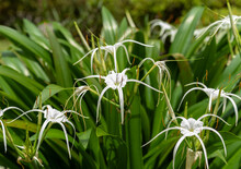 Showy White Spider Lilies With Natural Green Leaves Backdrop