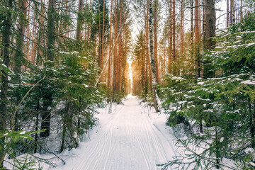 Wall Mural - Ski walking path in the middle of a pine forest.Winter Forest Park. The sun shines through the trees.