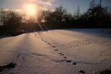 Fototapeta Miasto - Wild animal tracks crossing a frozen pond at sunset.
