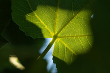 Detail Of A Fig Leaf Against The Light On A Summer Afternoon. Ficus Carica, An Asian Species Of Flowering Plant In The Mulberry Family, This Specimen Is Located In The Retiro Park, Madrid.