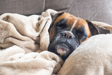 Lazy Boxer Dog Sleeping On Monday Morning