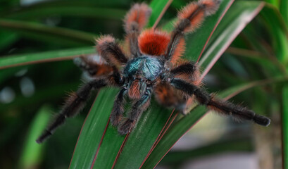 A spider on the leafs