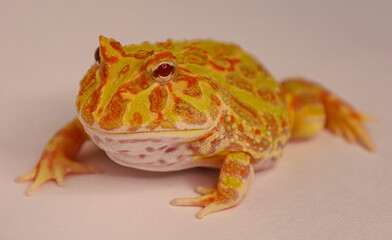 bright frog