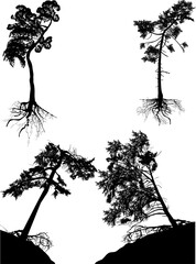 isolated four high black pines with roots
