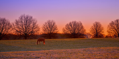 Wall Mural - Single thoroughbred horses grazing at sunrise in a field.