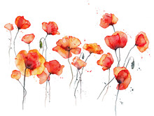 Red Poppies Watercolor Illustration