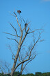 © duke2015 - Bald eagle in flight on the Connecticut River in Haddam.