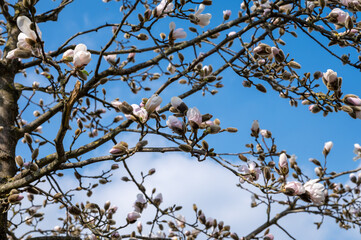 Spring blossom of white magnolia tree in sunny day with blue sky