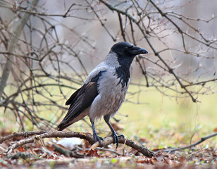 beautiful crow in spring park