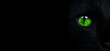 Black cat eyes. Muzzle of a black cat with green eyes on a black background, close-up.
